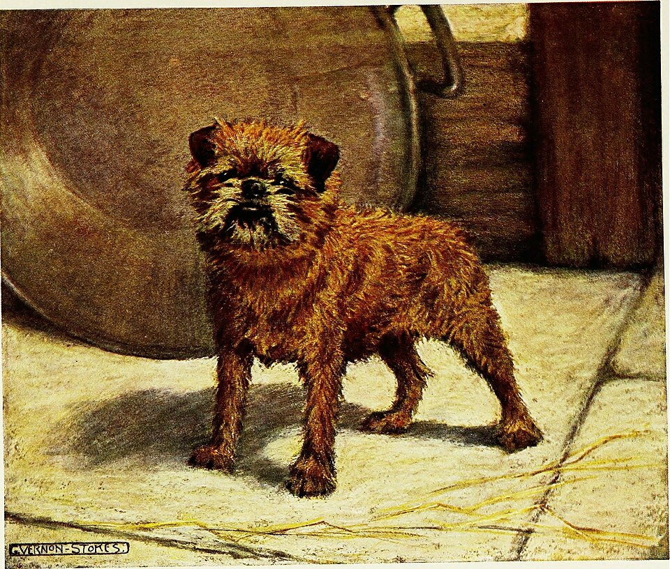 Griffon bruxellois — photo de la race de chien originaire de Belgique (5)