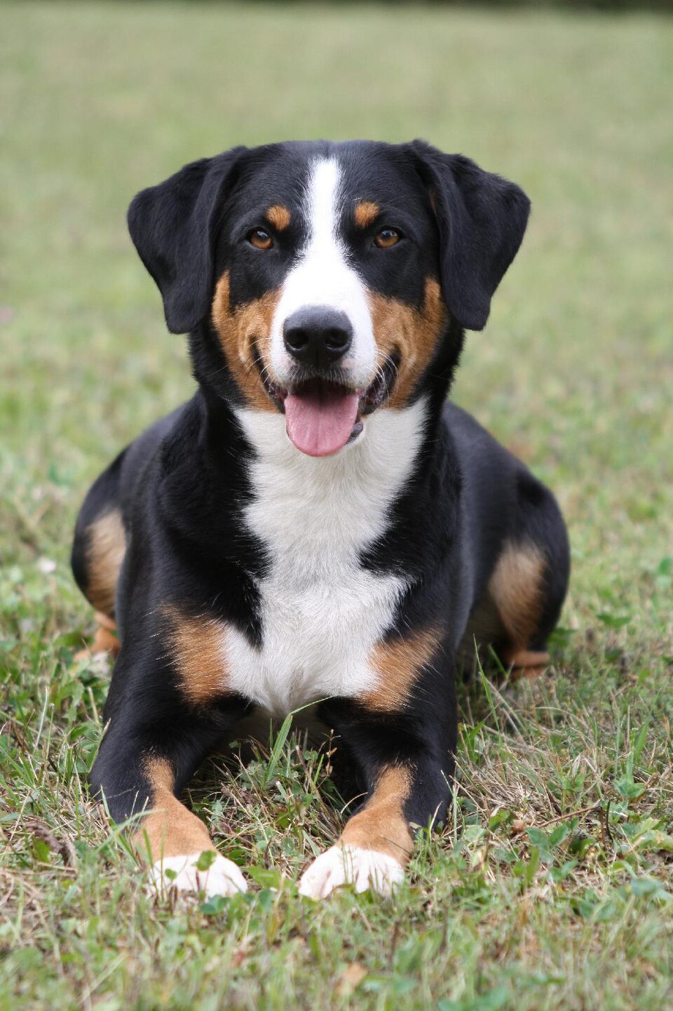 Bouvier d’Appenzell — photo de la race de chien originaire de Suisse (4)
