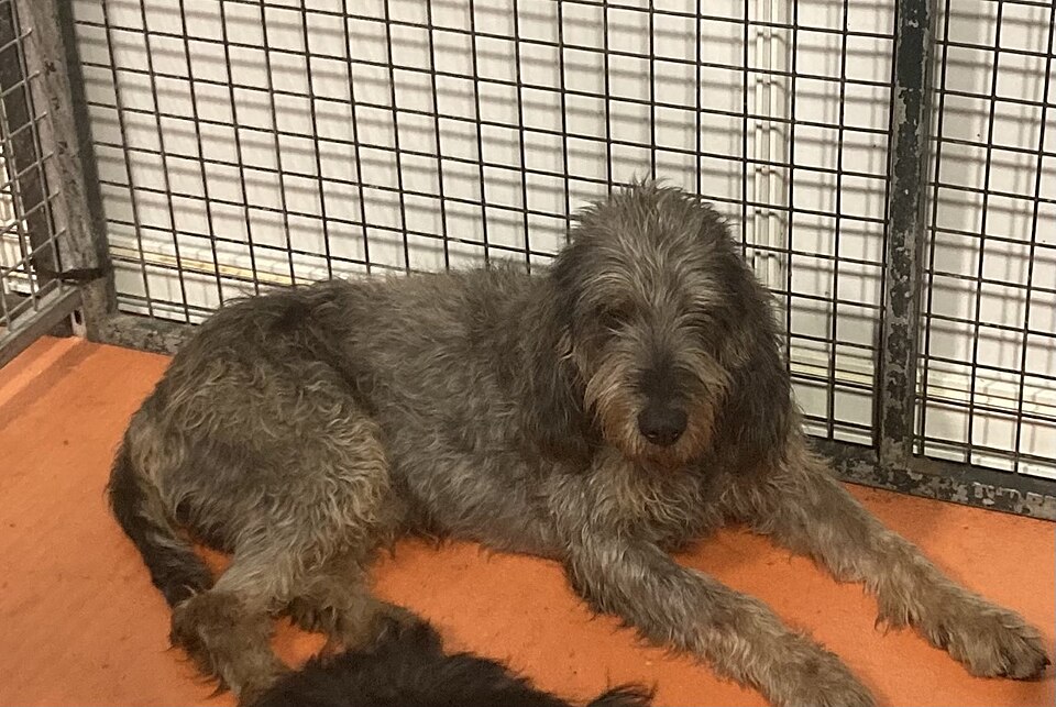 Griffon nivernais — photo de la race de chien originaire de France (1)