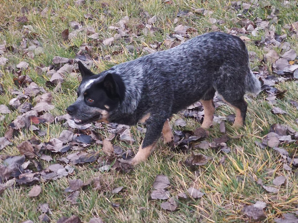 Bouvier Australien — photo de la race de chien originaire de Australie (2)