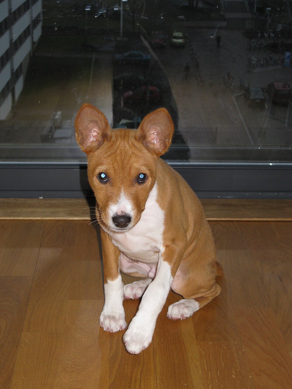 Basenji — photo de la race de chien originaire de République démocratique du Congo (2)