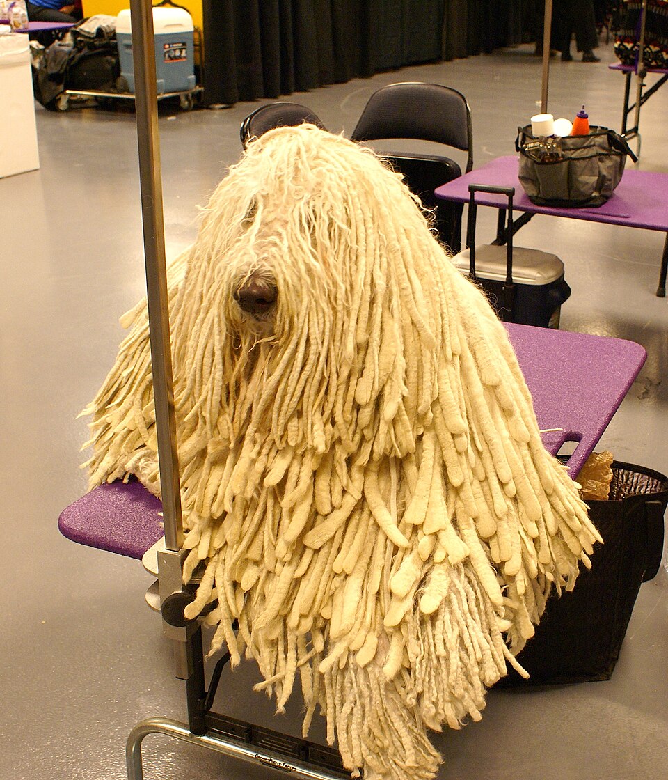 Komondor — photo de la race de chien originaire de Hongrie (1)