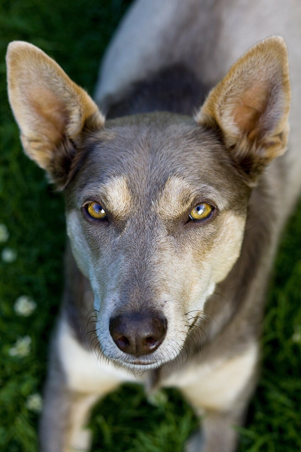Kelpie australien — photo de la race de chien originaire de Australie (3)
