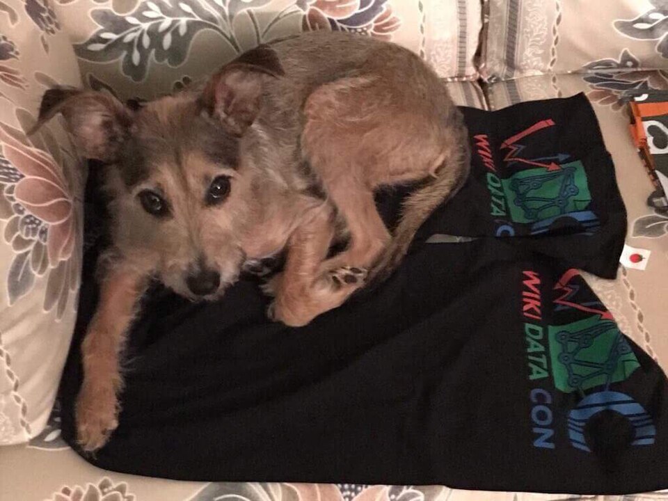 Terrier Irlandais — photo de la race de chien originaire de Irlande (3)