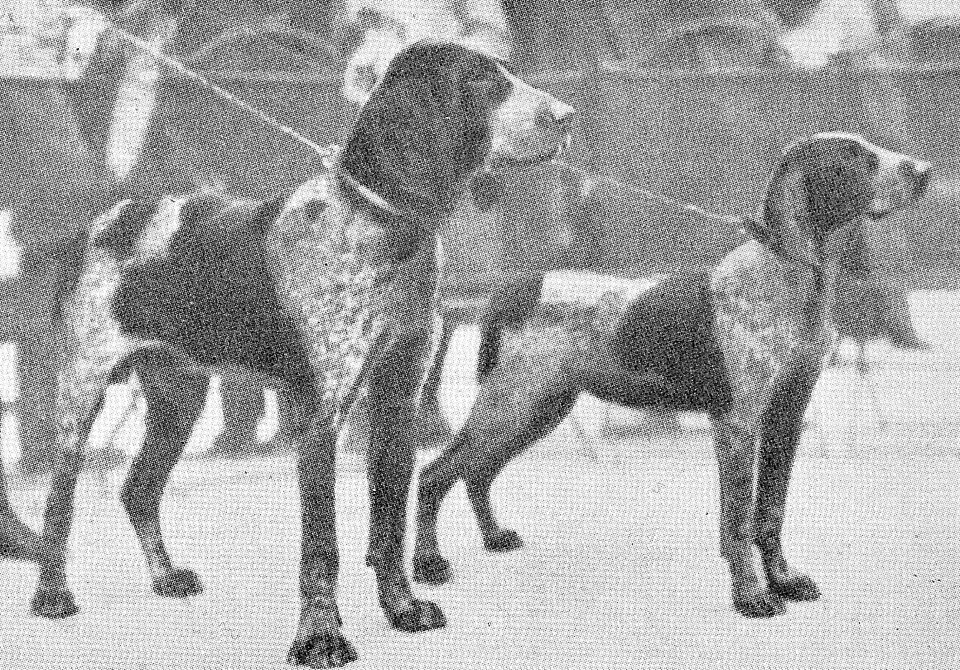 Braque de Burgos — photo de la race de chien originaire de Espagne (4)