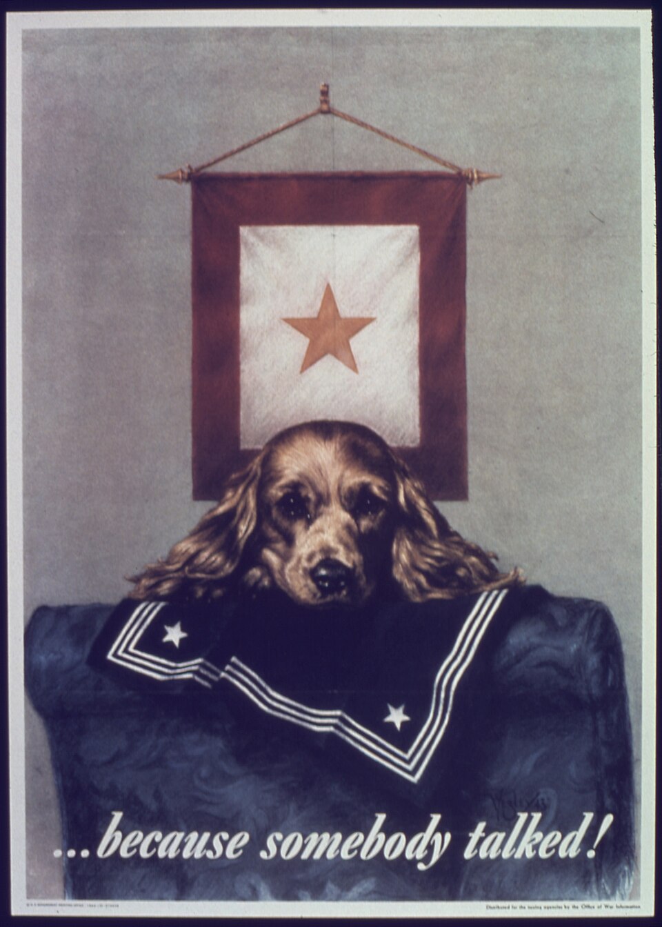 Cocker américain — photo de la race de chien originaire de États-Unis (1)