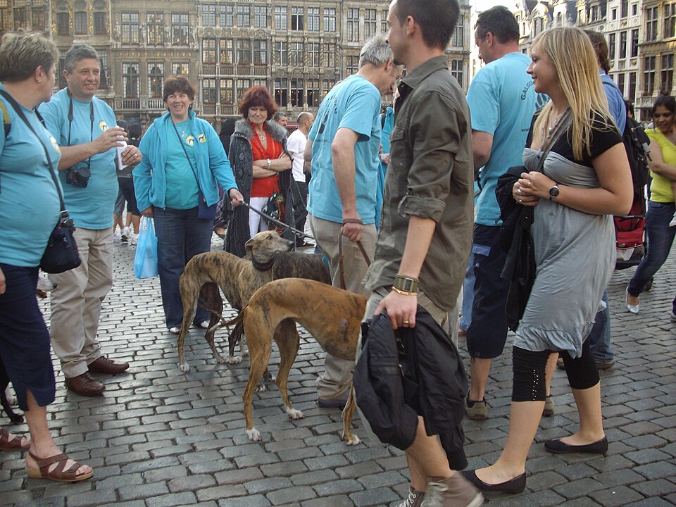 Greyhound — photo de la race de chien originaire de Royaume-Uni (1)