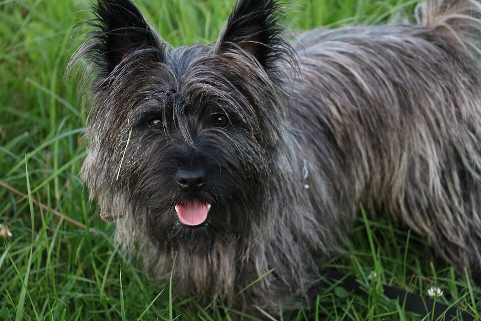 Cairn terrier — photo de la race de chien originaire de Écosse (3)