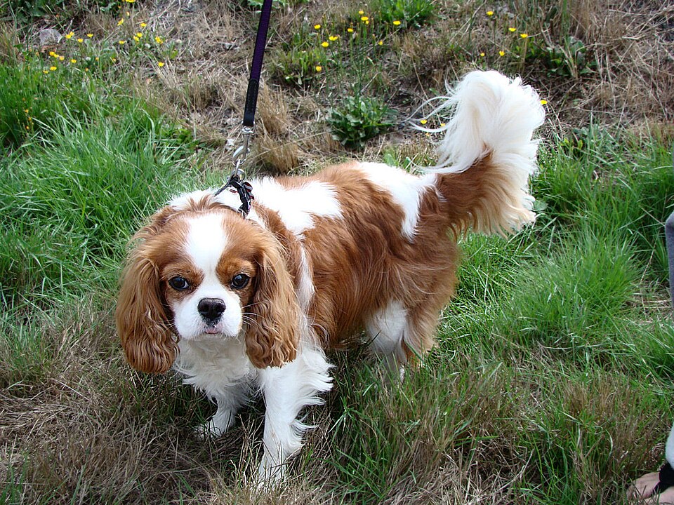 Cavalier King Charles — photo de la race de chien originaire de Royaume-Uni (3)
