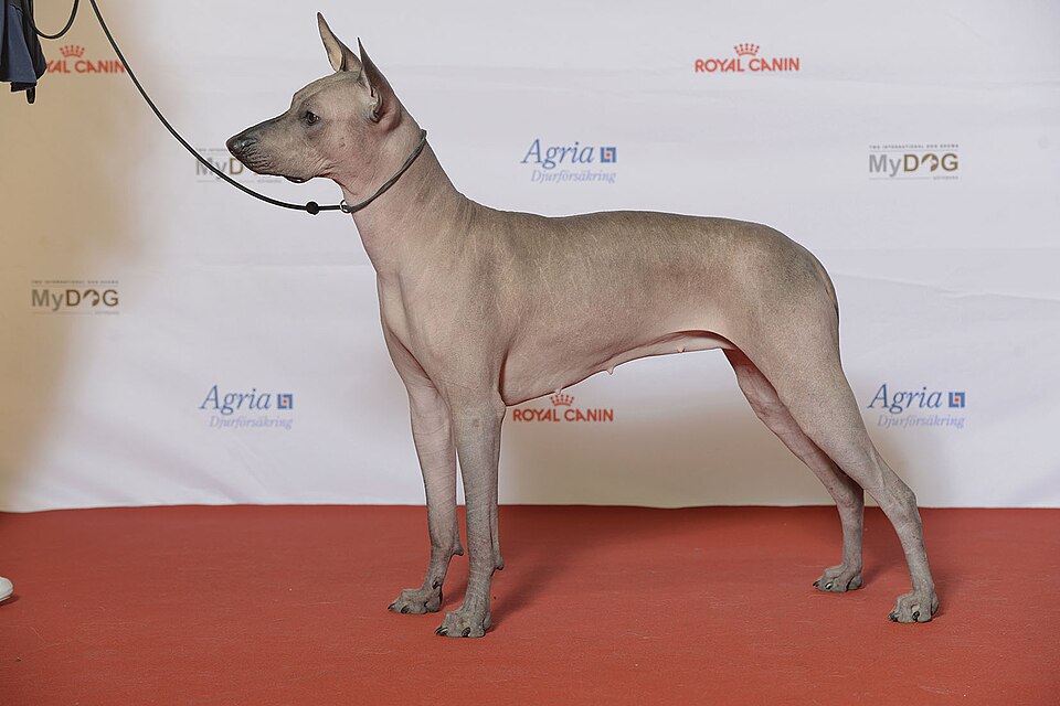 Chien nu mexicain — photo de la race de chien originaire de Mexique (4)