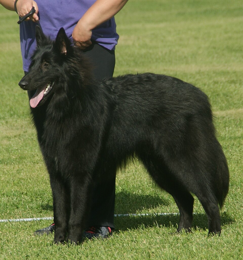 Berger Belge Groenendael — photo de la race de chien originaire de Belgique (3)