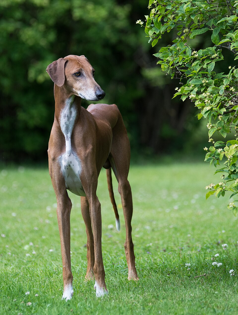 Azawakh — photo de la race de chien originaire de Mali (1)