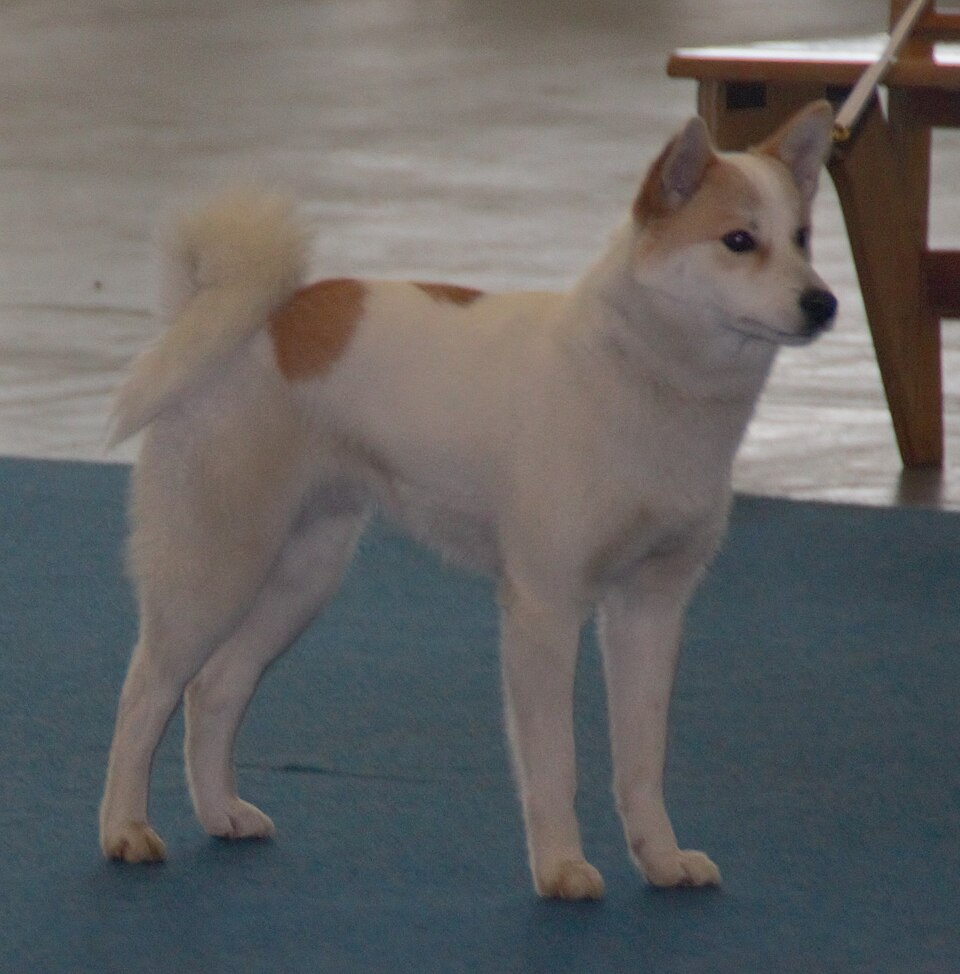 Spitz de Norrbotten — photo de la race de chien originaire de Suède (4)
