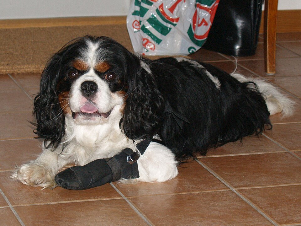 Cavalier King Charles — photo de la race de chien originaire de Royaume-Uni (1)