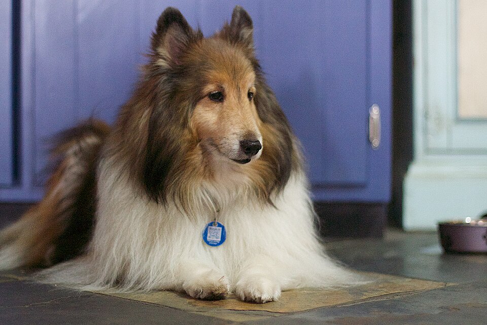 Berger des Shetland ou Sheltie — photo de la race de chien originaire de Royaume-Uni (1)