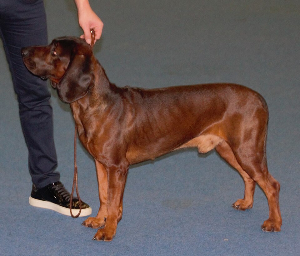 Chien rouge de Bavière — photo de la race de chien originaire de Allemagne (6)