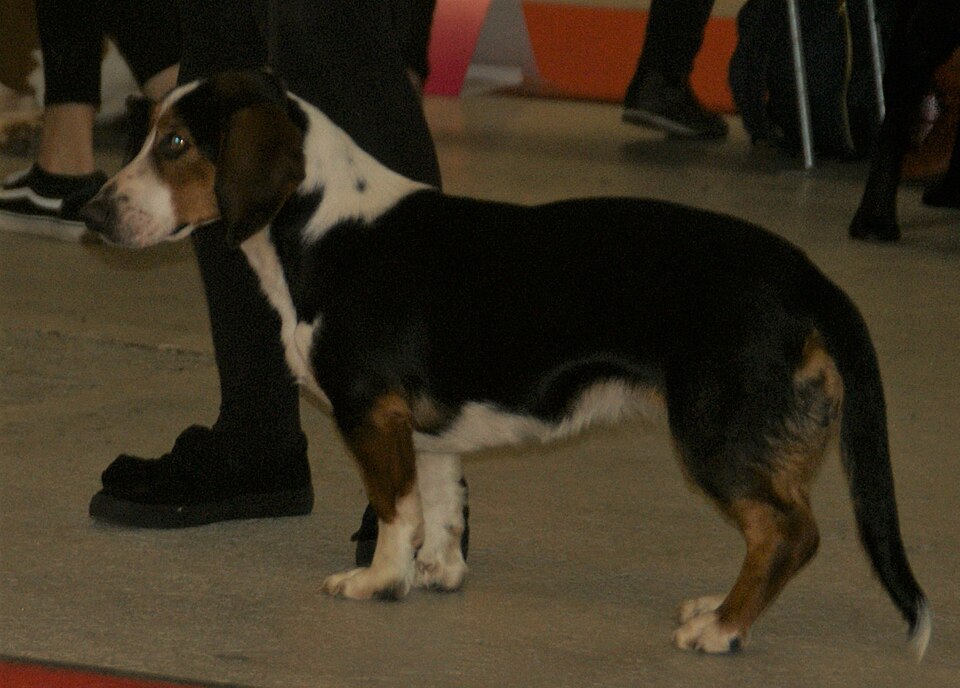 Drever — photo de la race de chien originaire de Suède (5)