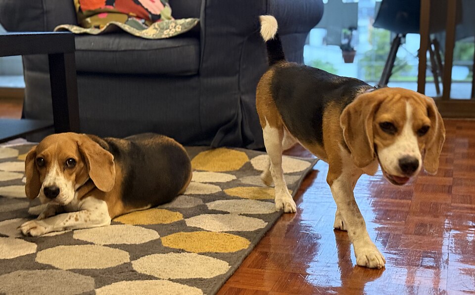 Beagle — photo de la race de chien originaire de Royaume-Uni (6)