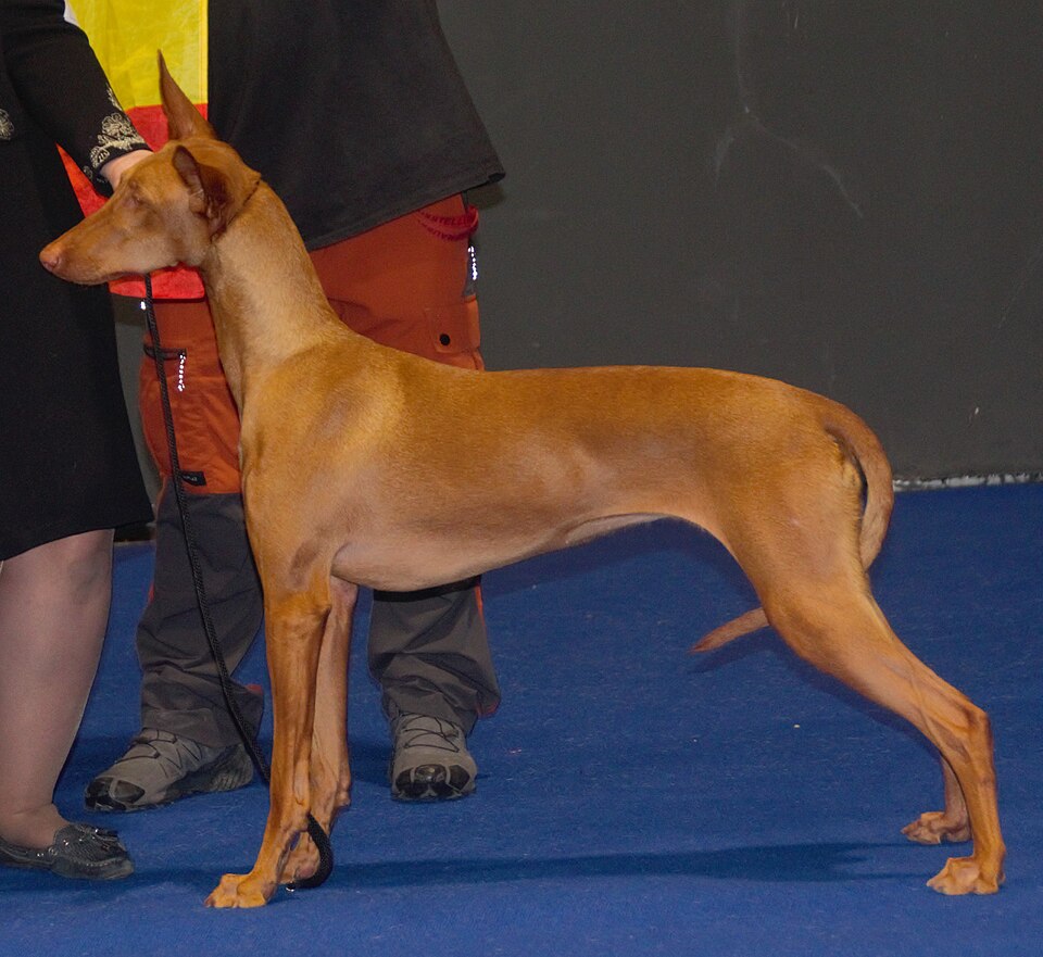 Chien du pharaon — photo de la race de chien originaire de Égypte (5)