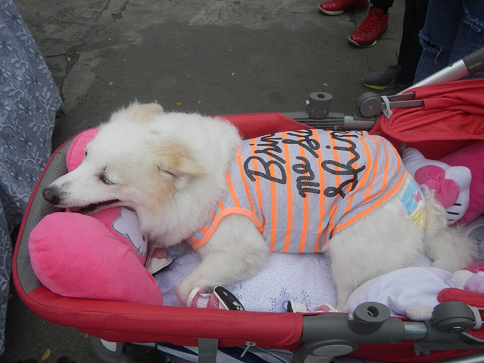 Spitz japonais — photo de la race de chien originaire de Japon (2)