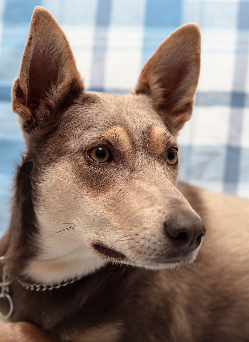 Kelpie australien — photo de la race de chien originaire de Australie (1)