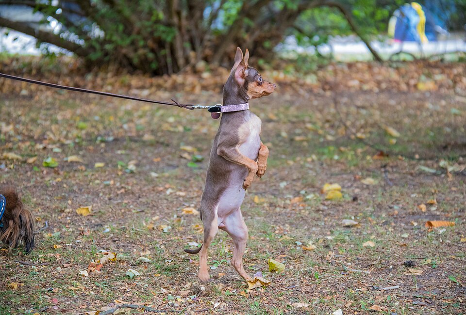 Pinscher nain — photo de la race de chien originaire de Allemagne (6)