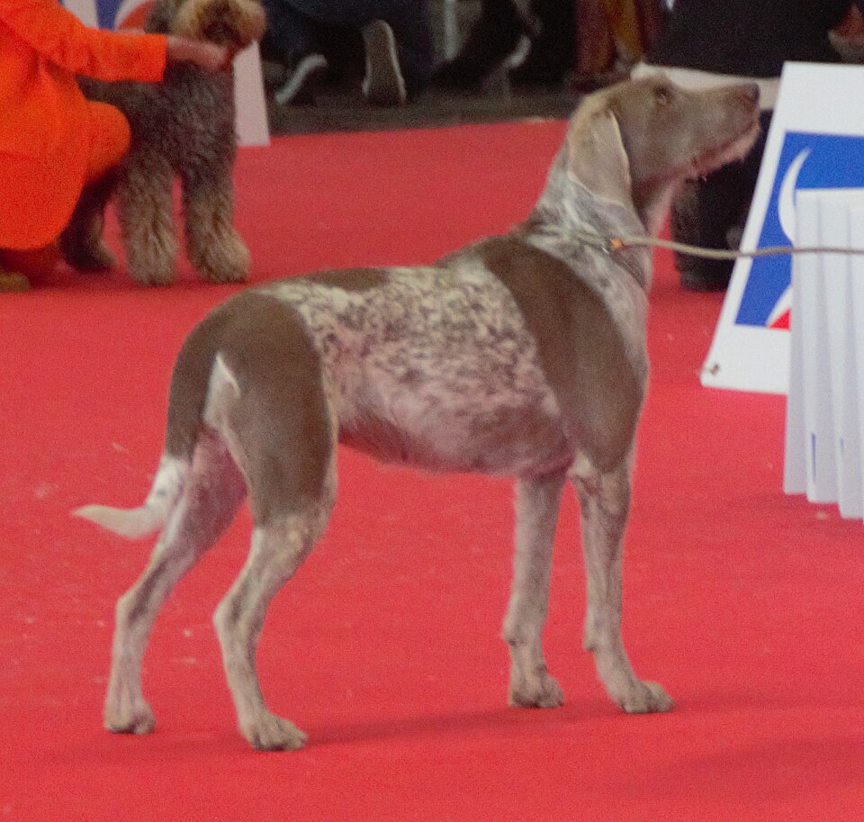 Braque slovaque à poil dur — photo de la race de chien originaire de Slovaquie (5)