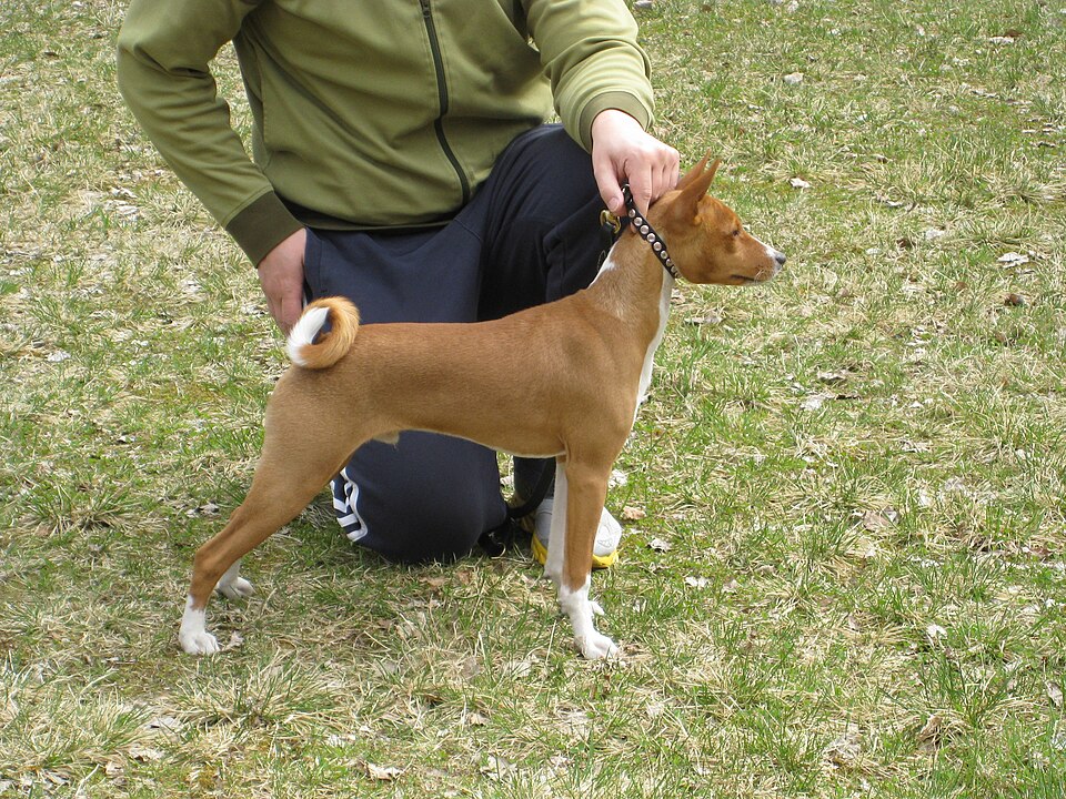 Basenji — photo de la race de chien originaire de République démocratique du Congo (5)