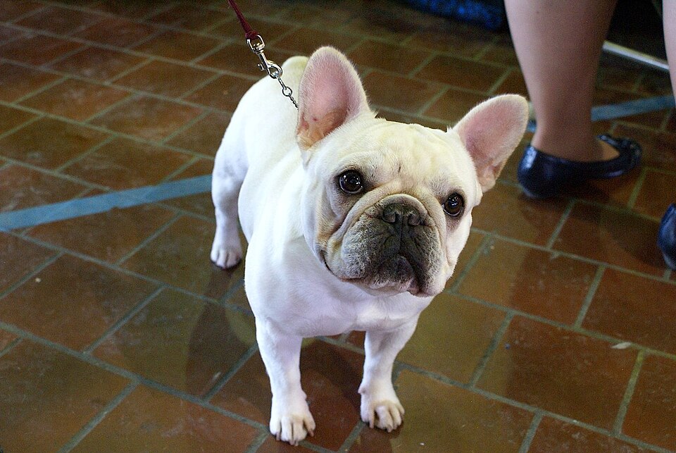 Bouledogue français — photo de la race de chien originaire de France (6)