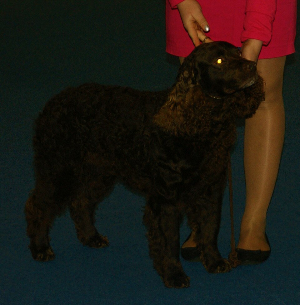 Chien d’eau américain — photo de la race de chien originaire de États-Unis (6)