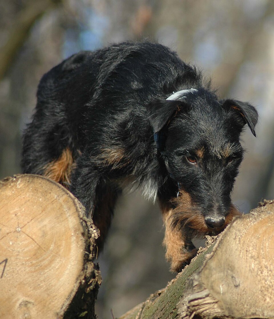 Jagdterrier — photo de la race de chien originaire de Allemagne (4)