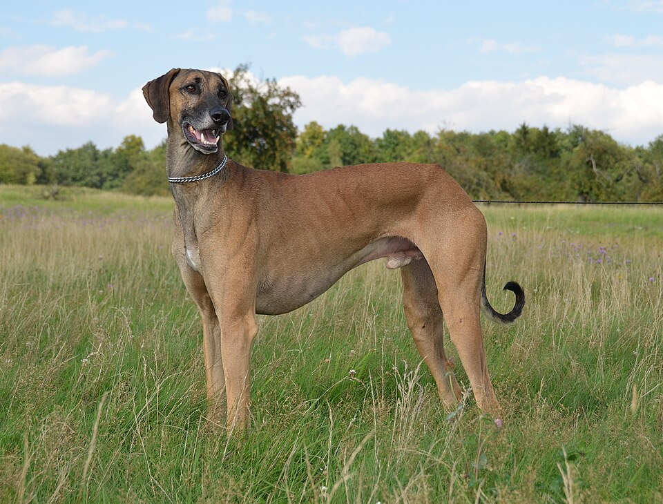 Sloughi — photo de la race de chien originaire de Afrique du Nord (2)