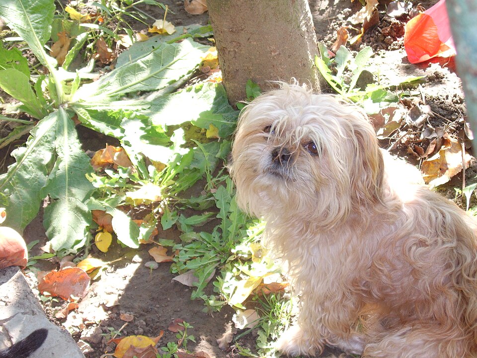 Bichon bolonais — photo de la race de chien originaire de Italie (3)