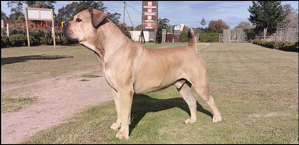 Boerbull — photo de la race de chien originaire de Afrique du Sud (5)