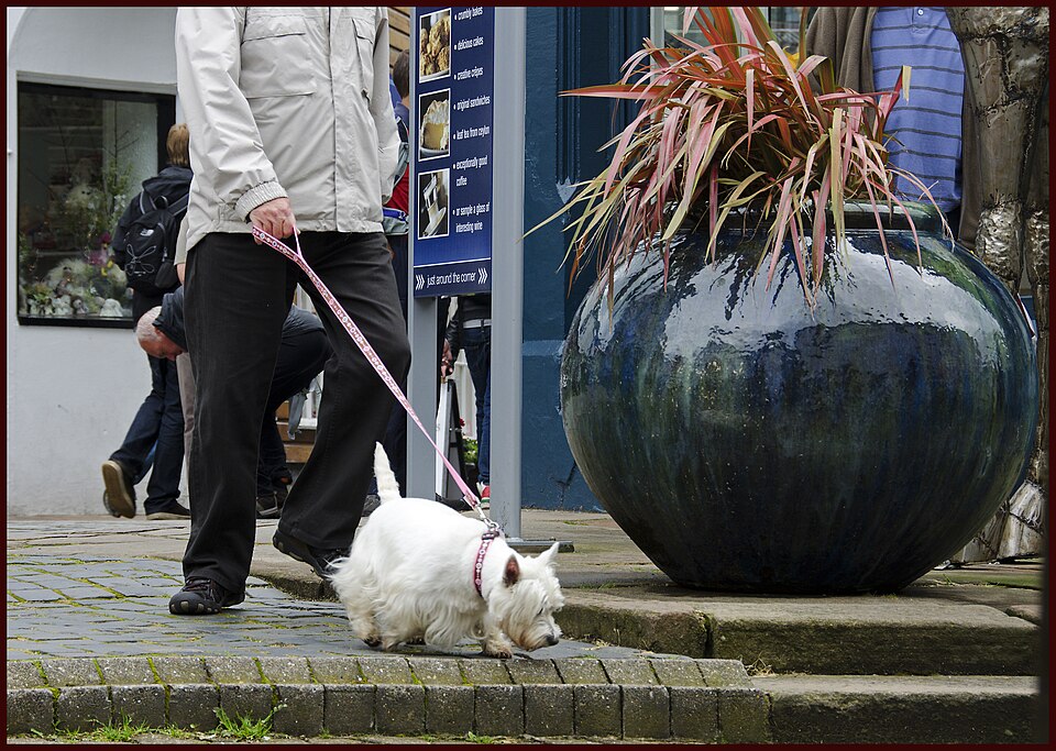 Westie — photo de la race de chien originaire de Écosse (1)