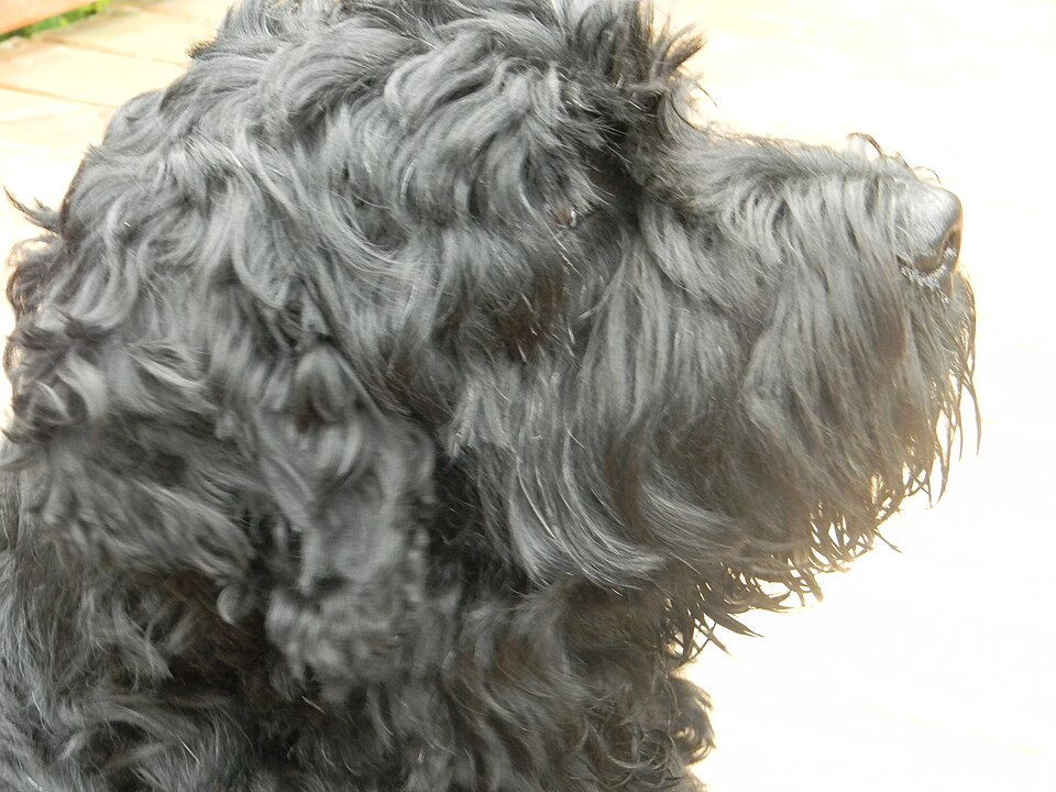 Terrier noir russe — photo de la race de chien originaire de Union soviétique (3)