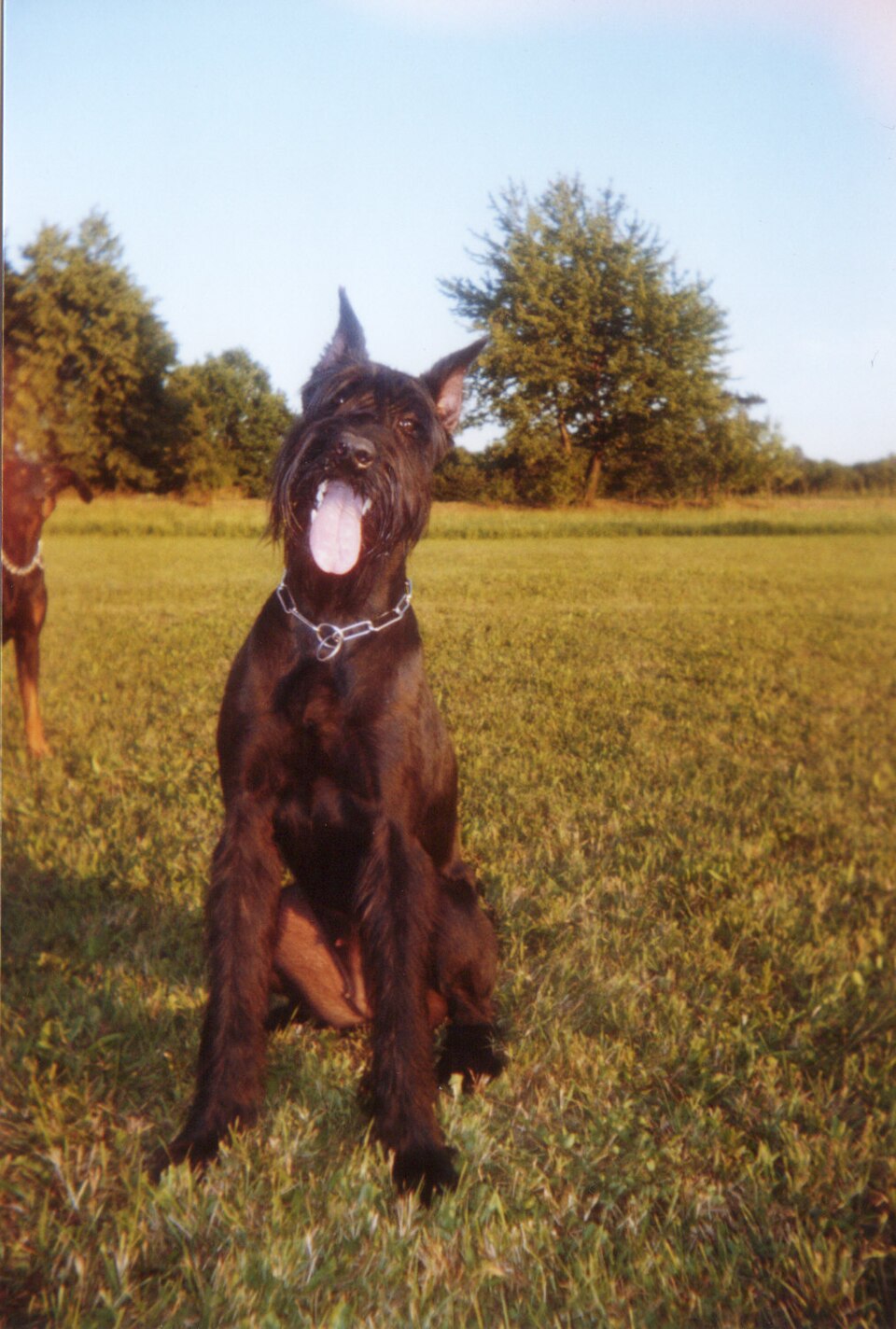 Schnauzer géant — photo de la race de chien originaire de Allemagne (5)