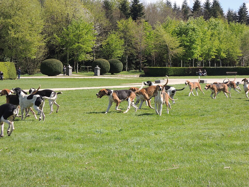 Français blanc et noir — photo de la race de chien originaire de France (4)