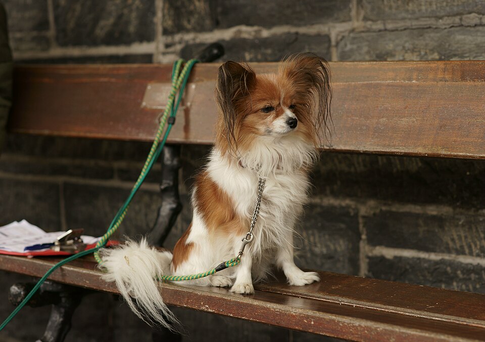 Epagneul nain continental — photo de la race de chien originaire de Belgique (2)