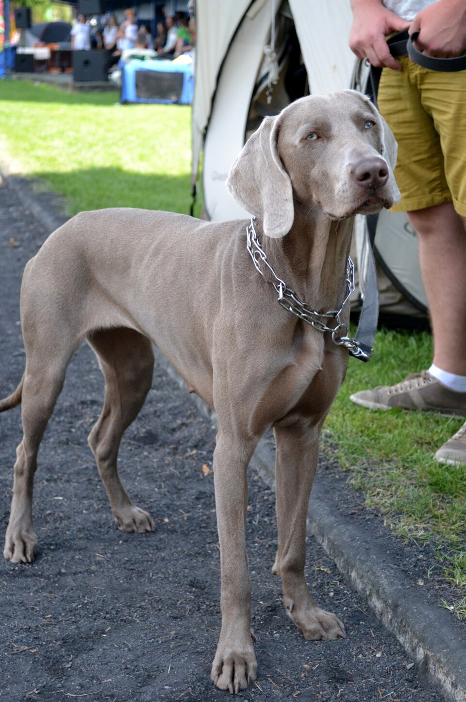 Braque de Weimar — photo de la race de chien originaire de Allemagne (1)