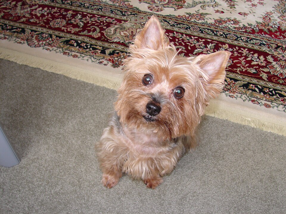 Yorkshire terrier — photo de la race de chien originaire de Angleterre (6)