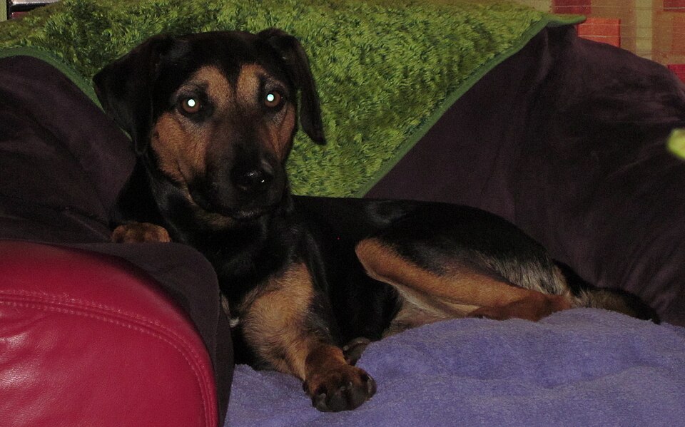 Brachet autrichien — photo de la race de chien originaire de Autriche (3)