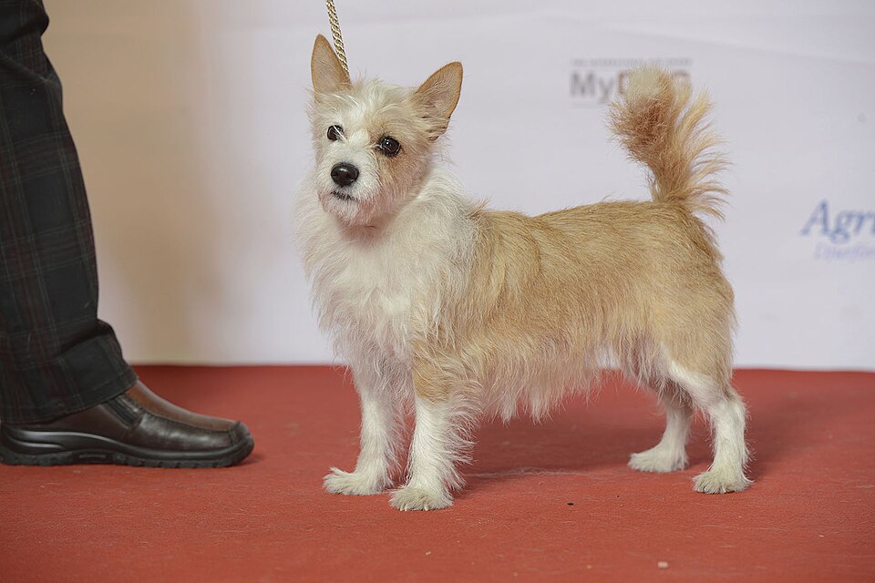 Podenco portugais — photo de la race de chien originaire de Portugal (3)