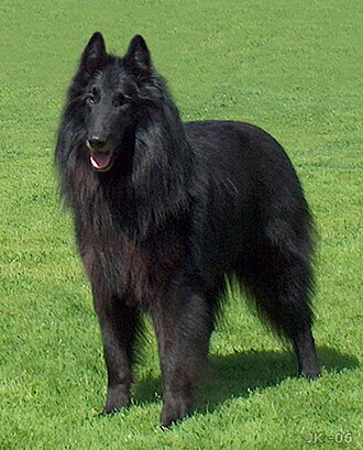 Berger Belge Groenendael