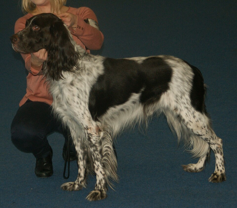 Epagneul français — photo de la race de chien originaire de France (5)