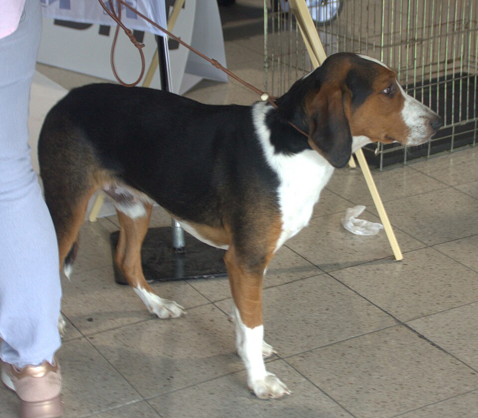 Brachet allemand — photo de la race de chien originaire de Allemagne (6)