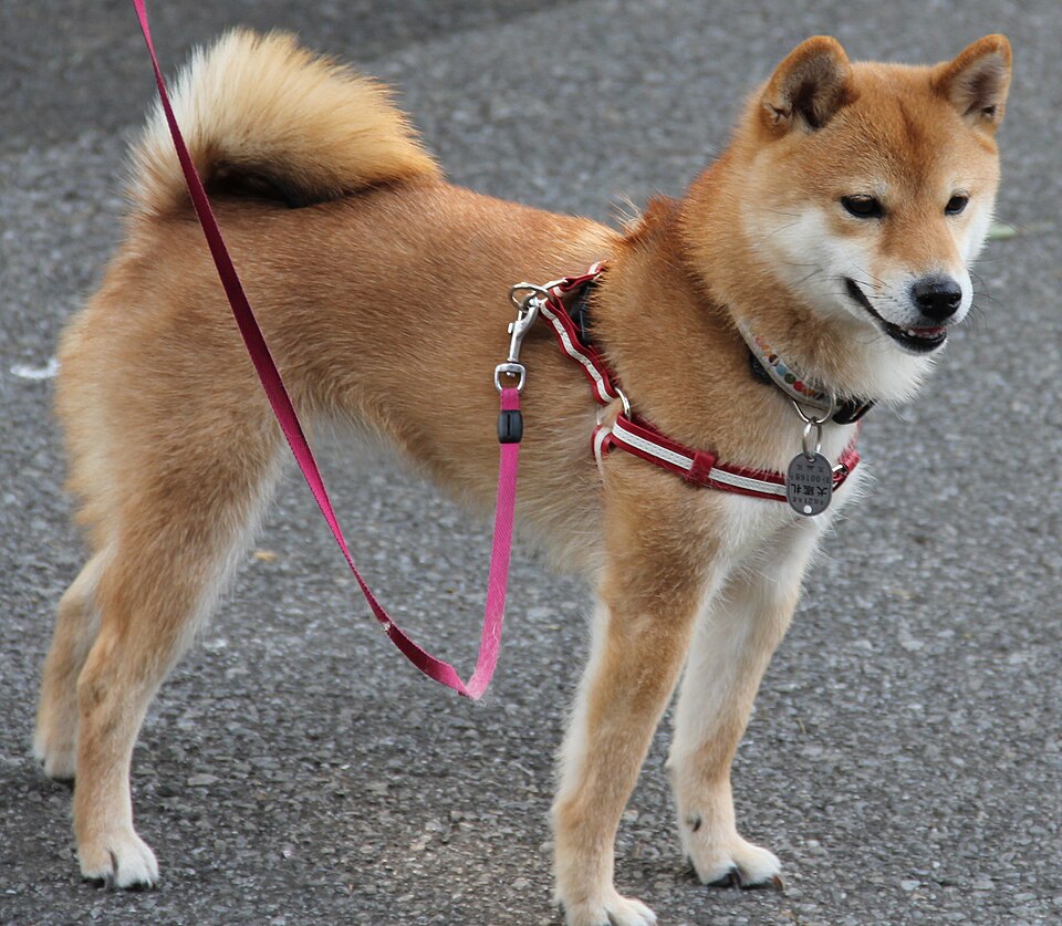 Shiba Inu — photo de la race de chien originaire de Japon (5)