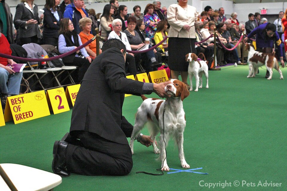 Epagneul breton — photo de la race de chien originaire de Bretagne (1)