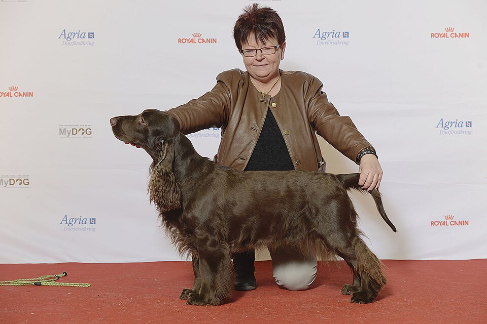 Field Spaniel — photo de la race de chien originaire de Angleterre (2)
