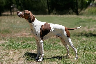 Pointer anglais